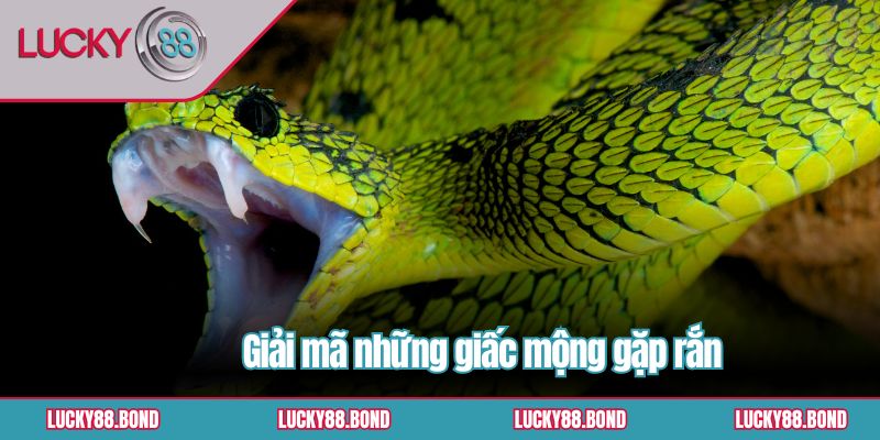 Giải mã những giấc mộng gặp rắn