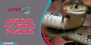 Mơ Thấy Rắn Đánh Con Gì - Giải Mã & Gợi Ý Con Số May Mắn